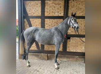 KWPN, Stute, 3 Jahre, 173 cm, Schimmel