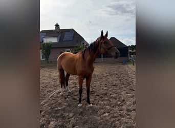 KWPN, Stute, 3 Jahre, 174 cm, Brauner