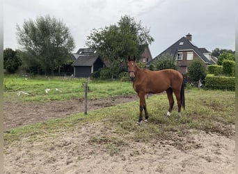 KWPN, Stute, 3 Jahre, 174 cm, Brauner