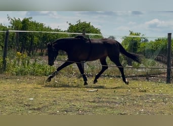 KWPN, Stute, 3 Jahre, 174 cm, Dunkelbrauner