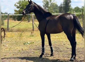KWPN, Stute, 3 Jahre, 174 cm, Dunkelbrauner