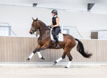 KWPN, Stute, 3 Jahre, 175 cm, Brauner