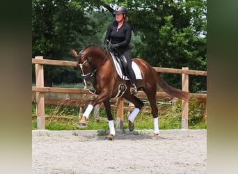 KWPN, Stute, 3 Jahre, 177 cm, Dunkelfuchs
