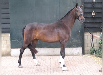 KWPN, Stute, 3 Jahre, 180 cm, Dunkelbrauner