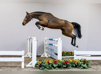 KWPN, Stute, 3 Jahre, Dunkelbrauner