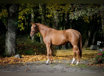 KWPN, Stute, 3 Jahre, Fuchs