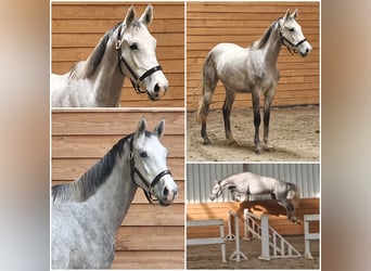 KWPN, Stute, 3 Jahre, Schimmel
