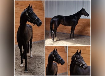 KWPN, Stute, 3 Jahre, Schwarzbrauner