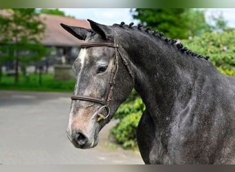 KWPN, Stute, 3 Jahre