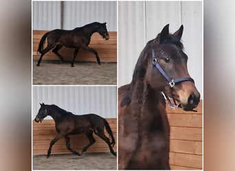 KWPN, Stute, 3 Jahre