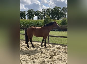 KWPN, Stute, 4 Jahre, 147 cm, Brauner
