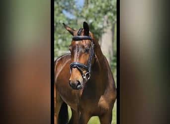 KWPN, Stute, 4 Jahre, 153 cm, Dunkelbrauner