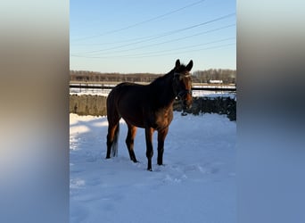 KWPN, Stute, 4 Jahre, 153 cm, Dunkelbrauner