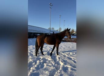 KWPN, Stute, 4 Jahre, 153 cm, Dunkelbrauner