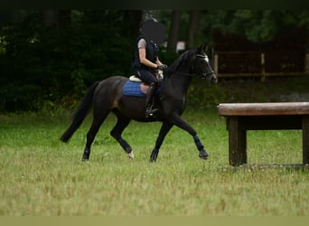 KWPN, Stute, 4 Jahre, 155 cm, Brauner