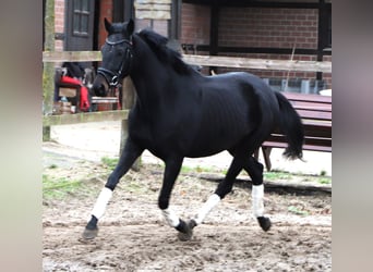 KWPN, Stute, 4 Jahre, 157 cm, Rappe