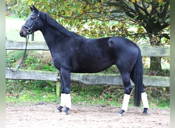 KWPN, Stute, 4 Jahre, 157 cm, Rappe