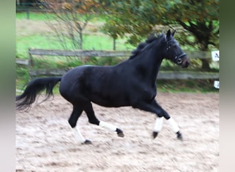 KWPN, Stute, 4 Jahre, 157 cm, Rappe