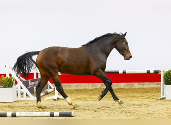 KWPN, Stute, 4 Jahre, 158 cm, Brauner