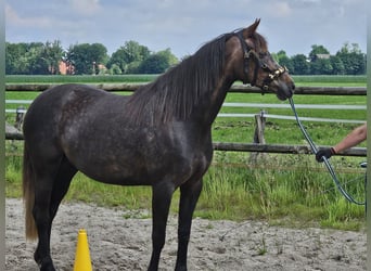 KWPN Mix, Stute, 4 Jahre, 158 cm, Fuchs