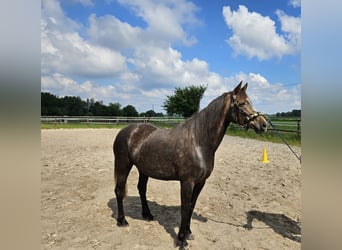 KWPN Mix, Stute, 4 Jahre, 158 cm, Fuchs