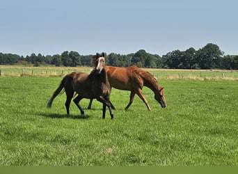 KWPN Mix, Stute, 4 Jahre, 158 cm, Fuchs