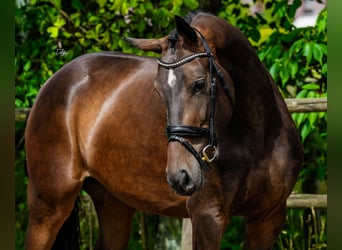 KWPN, Stute, 4 Jahre, 160 cm, Dunkelbrauner