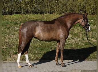 KWPN, Stute, 4 Jahre, 160 cm, Dunkelfuchs