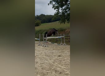 KWPN, Stute, 4 Jahre, 160 cm, Rappe