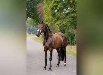 KWPN, Stute, 4 Jahre, 161 cm, Dunkelbrauner