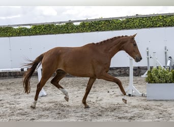 KWPN, Stute, 4 Jahre, 161 cm, Fuchs