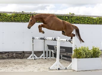 KWPN, Stute, 4 Jahre, 161 cm, Fuchs