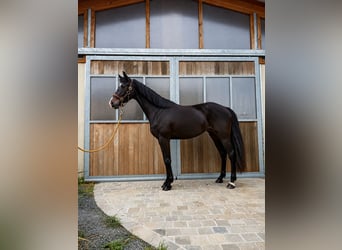 KWPN, Stute, 4 Jahre, 161 cm, Rappe