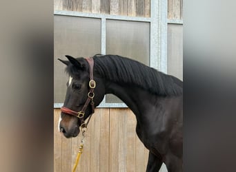 KWPN, Stute, 4 Jahre, 161 cm, Rappe