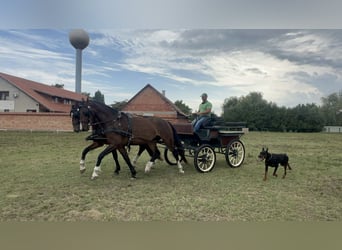 KWPN, Stute, 4 Jahre, 162 cm, Brauner