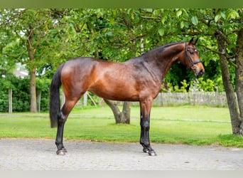KWPN, Stute, 4 Jahre, 162 cm, Brauner