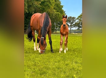 KWPN, Stute, 4 Jahre, 162 cm, Brauner