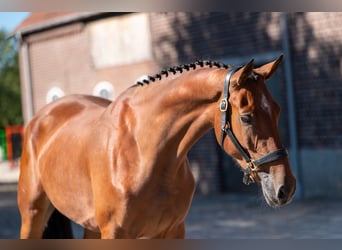KWPN, Stute, 4 Jahre, 162 cm, Brauner