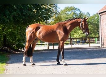 KWPN, Stute, 4 Jahre, 162 cm, Brauner