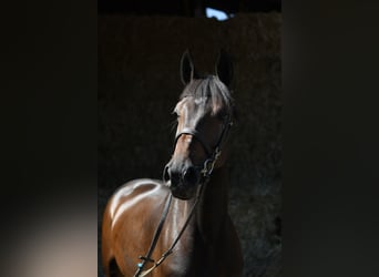 KWPN, Stute, 4 Jahre, 162 cm, Brauner