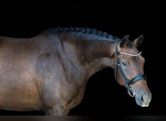 KWPN, Stute, 4 Jahre, 162 cm, Dunkelbrauner