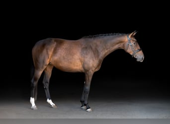 KWPN, Stute, 4 Jahre, 162 cm, Dunkelbrauner