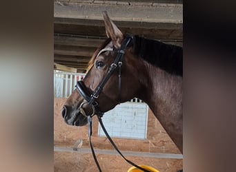 KWPN, Stute, 4 Jahre, 162 cm, Dunkelbrauner