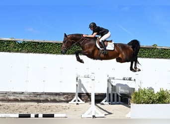KWPN, Stute, 4 Jahre, 162 cm, Dunkelbrauner