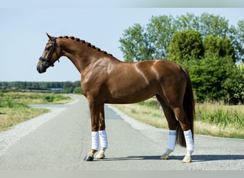 KWPN, Stute, 4 Jahre, 162 cm, Fuchs