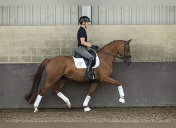 KWPN, Stute, 4 Jahre, 162 cm, Fuchs