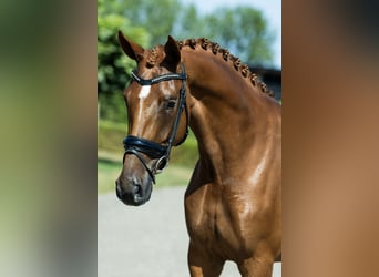 KWPN, Stute, 4 Jahre, 162 cm, Fuchs