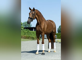 KWPN, Stute, 4 Jahre, 162 cm, Fuchs