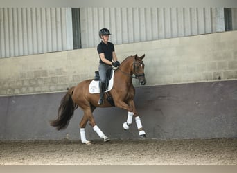 KWPN, Stute, 4 Jahre, 162 cm, Fuchs