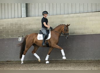 KWPN, Stute, 4 Jahre, 162 cm, Fuchs